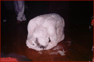 coil live in thessaloniki 2002